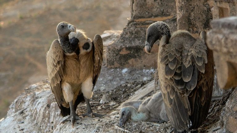 30 days, over 500 volunteers & one mission: to count India’s vulnerable vulture population