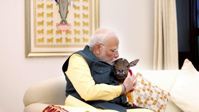 Prime Minister Narendra Modi with the newest member of his Lok Kalyan residence, a newborn calf named Deepjyoti | Source: X/PM Modi