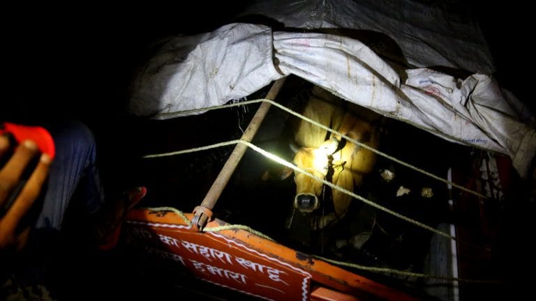 Haryana is the hotbed of gau raksha influencers and crimes of religious passion