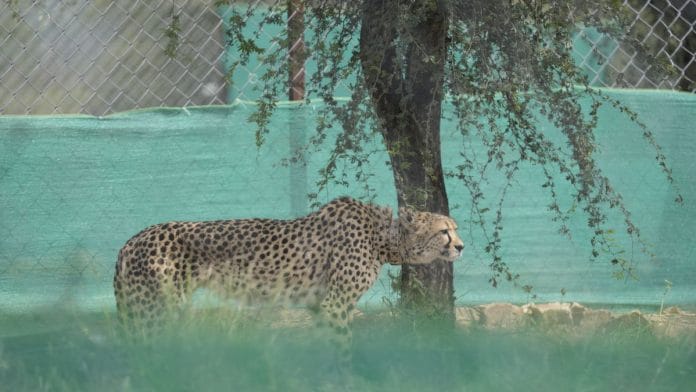 A cheetah in Kuno National Park in Madhya Pradesh | Kuno National Park