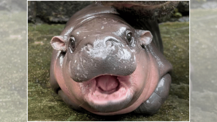 Baby hippo Moo Deng | Source: hao Kheow Open Zoo Facebook