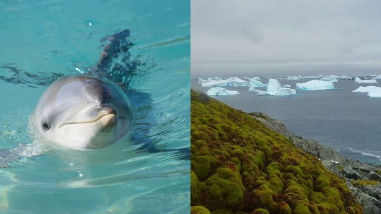 Dolphins smile at each other during social play & Antarctica is ‘greening’ at dramatic rate