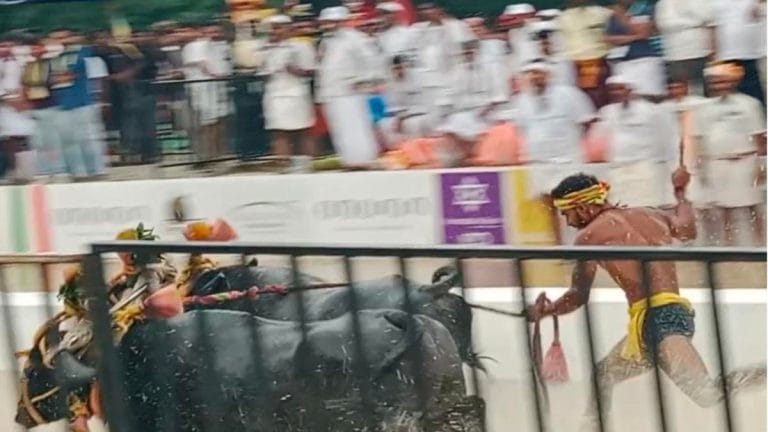 Karnataka’s Kambala caught in culture vs cattle rights clash. Just like Tamil Nadu’s Jalikattu