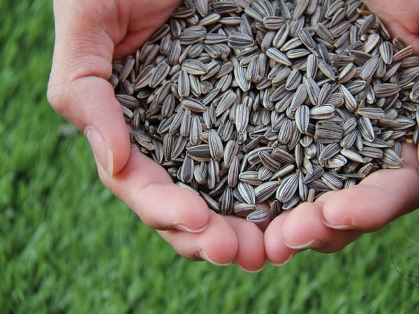 GeM introduces 170 new seed categories on its portal, featuring nearly 8,000 seed varieties
