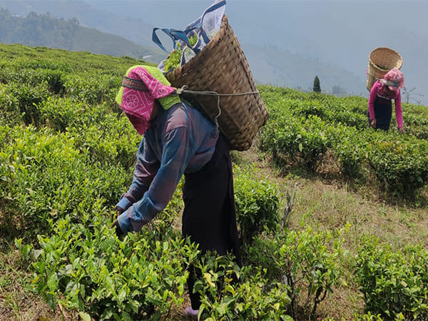 Assam Tea Industry thrives despite climate impact, sets new revenue milestones