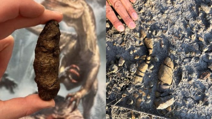 Coprolite of the bone-crushing archosaur Smok, with a Smok reconstruction in the background (L) | Coprolites of herbivorous dinosaurs with plant remains from the Early Jurassic of Soltykow, Poland (R) | Grzegorz Niedzwiedzki