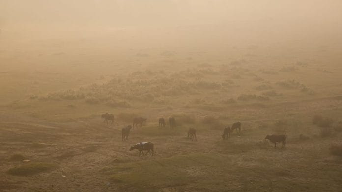 Cows and buffaloes graze on fields on the banks of the polluted Yamuna river on a smoggy morning in New Delhi, India, November 5, 2024. REUTERS/Anushree Fadnavis