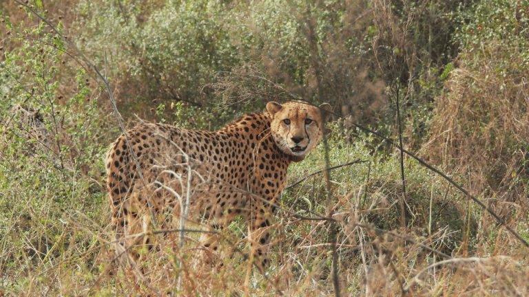 Namibian cheetah Nabha dies in MP’s Kuno week after suffering injuries. 9th death under Project Cheetah