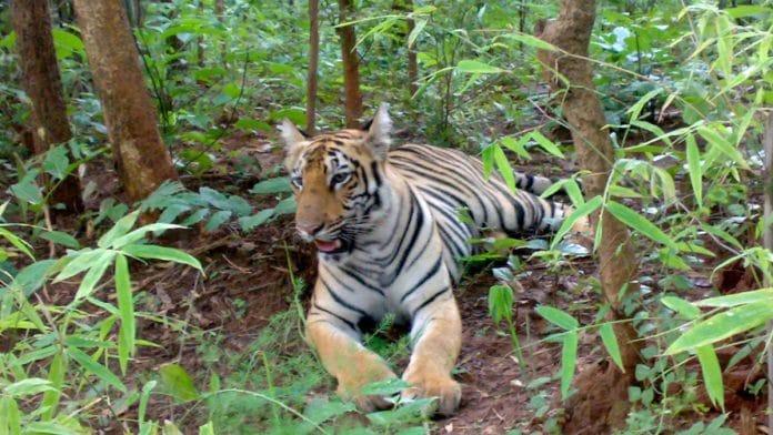 Representational Image | Wikimedia Commons