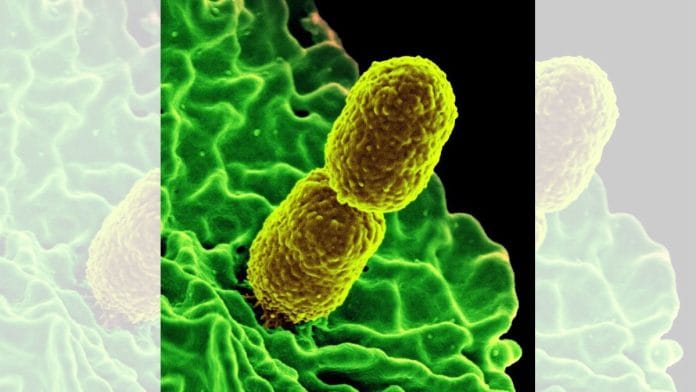 Representational image of superbugs | Wikimedia Commons