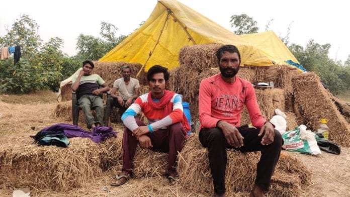 Shepherds who take straw bales from farmers are forced to stay in makeshift homes made of the bales | Shubhangi Misra | ThePrint