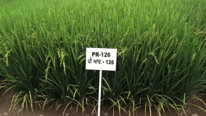 A plot with PR 126 paddy variety, which has been developed by Punjab Agricultural University | Pic credit: PAU website