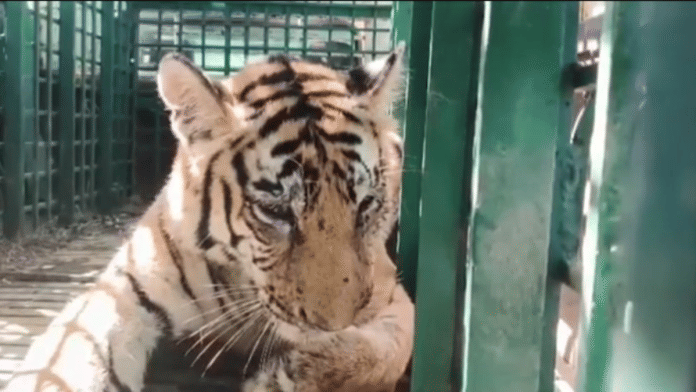 Screengrab showing the inujred tigress inside an enclosure.