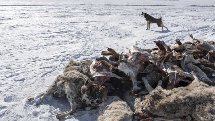 Two million animals dead as extreme weather hits Mongolia | FMT Commons