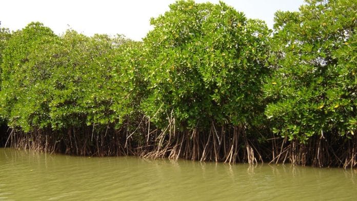 The threat to mangroves isn’t just a Goan problem—it’s a global crisis unfolding in slow motion. | Goa government