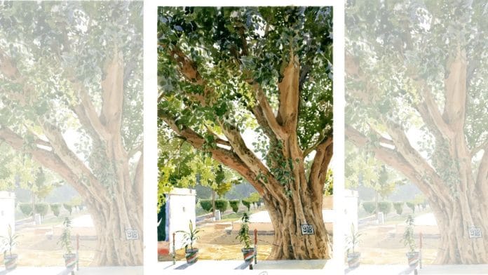 The iconic Peepal tree at the India-Pakistan border | Illustration by Sagar Bhowmick | By special arrangement