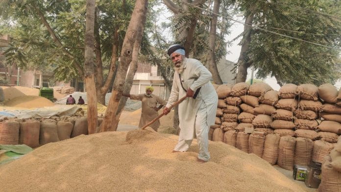 A farmer flattens mounds of paddy at a mandi in Mansa | Photo: Shubhangi Misra, ThePrint