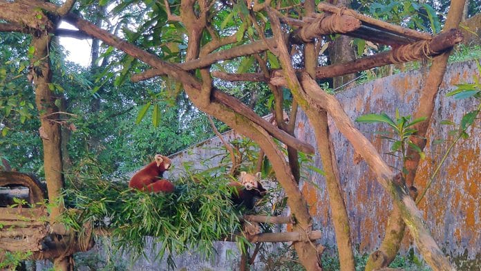 Red pandas at the Darjeeling Zoo | Akanksha Mishra/ThePrint