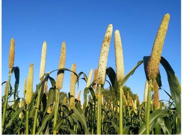 Government's production-linked incentive scheme promotes millet-based products