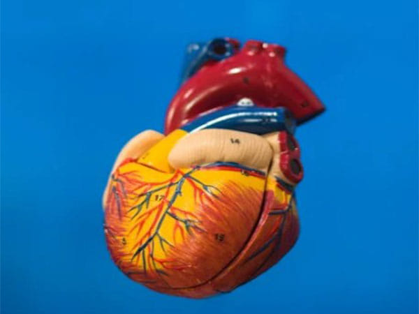 Artificial heart patients can regenerate heart muscles: Study