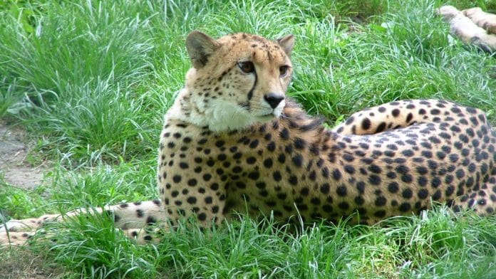 Cheetah | Wikimedia Commons