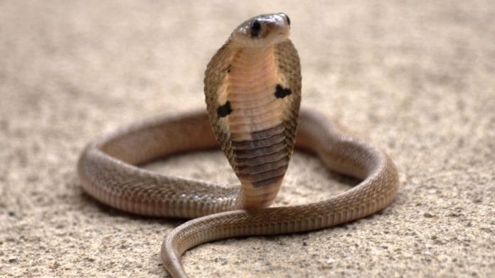 Representational Image | Wikimedia Commons