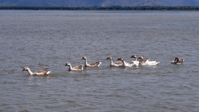 Wular Lake is a sustainable wintering site for a number of migratory waterfowl species | ANI File