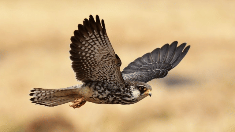 What are Amur falcons? Migratory birds with an incredible journey once hunted in Nagaland