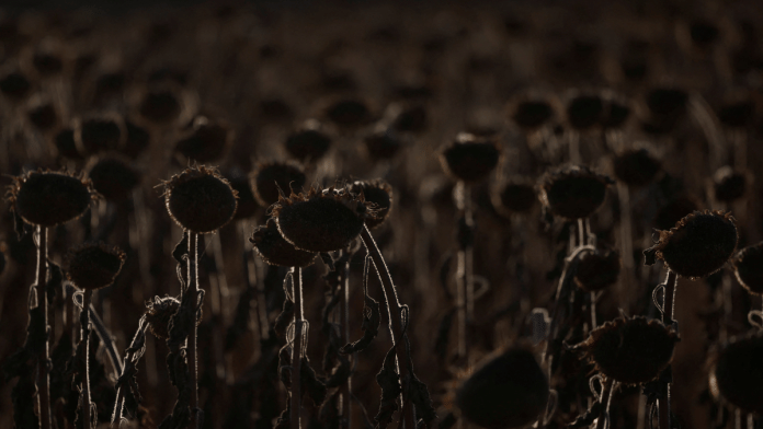 A view of dried sunflowers, during a heatwave as temperatures reached more than 36 degrees Celsius in some parts of the country, on a field near Sankt Andrae, Austria, on August 2024. | Leonhard Foeger | Reuters