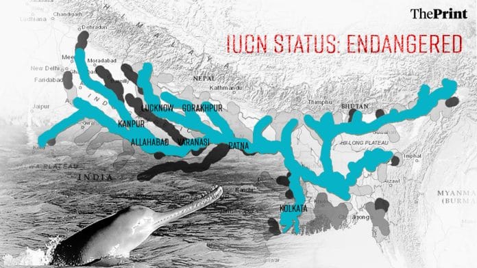 The Ganga dolphin is mainly found in the Ganga and Brahmaputra and their tributaries in India, Bangladesh and Nepal | Source: IUCN website | Illustration by Wasif Khan, ThePrint