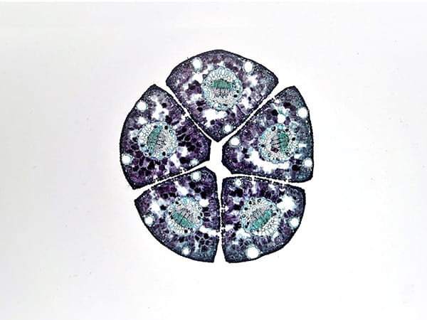 Research discovers new skeletal tissue with potential for regeneration: Study