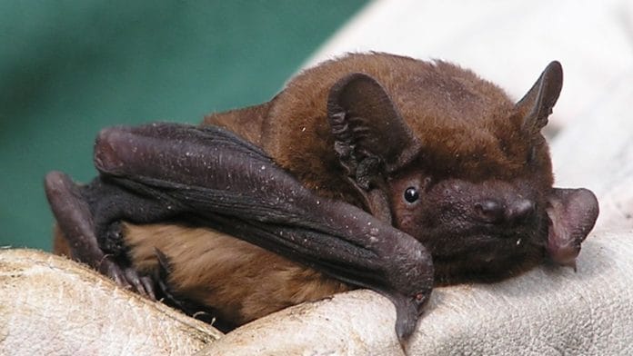 Common Noctule Bat | Flickr