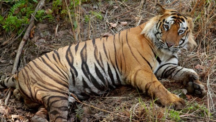 Kerala tiger | Wikimedia Commons