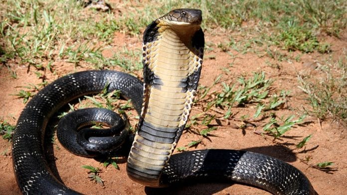 King cobra | Wikimedia Commons