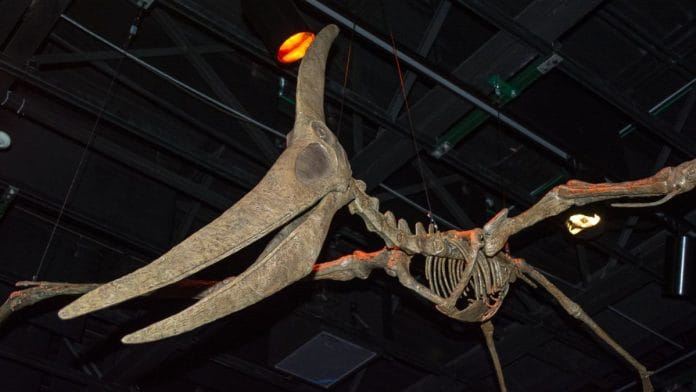 Representational image of a pterosaur | Flickr