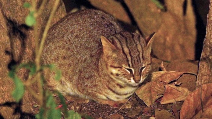Rusty-spotted cat | Wikimedia Commons