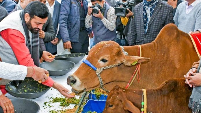 Representational image: Haryana Chief Minister Nayab Singh Saini feeding cows | ANI