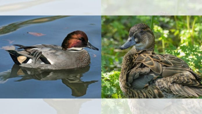 The ‘falcated duck’ and the ‘baikal teal’ | WikiCommons & Flickr