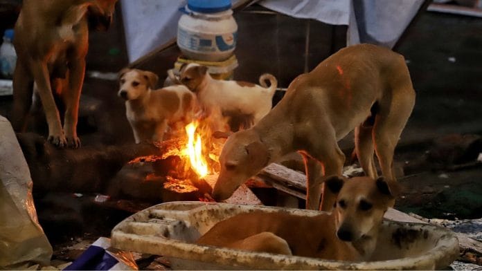 File photo of stray dogs | ANI
