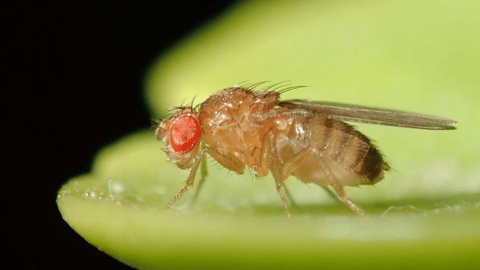 Drosophila Melanogaster | Commons