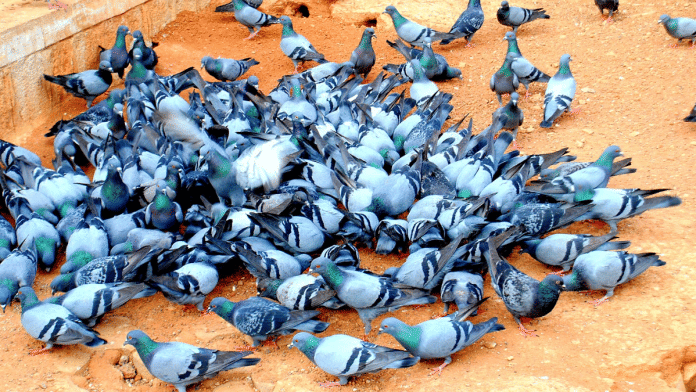 Representational image | Commons