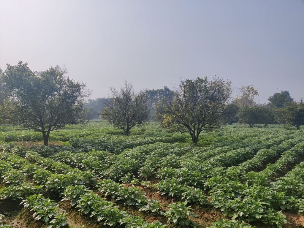 Agra potato and kinnow