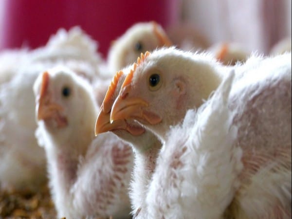 Indian poultry industry profitability to slip in 2025-26 over increased feed cost: Crisil report