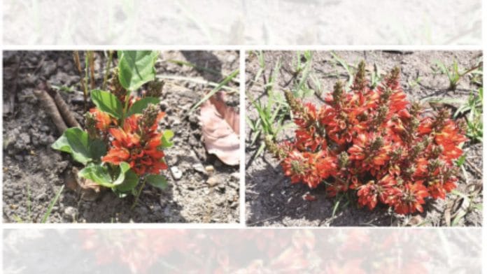 Erythrina resupinata | Current Science