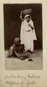 Collecting bullock droppings. c. 1880s