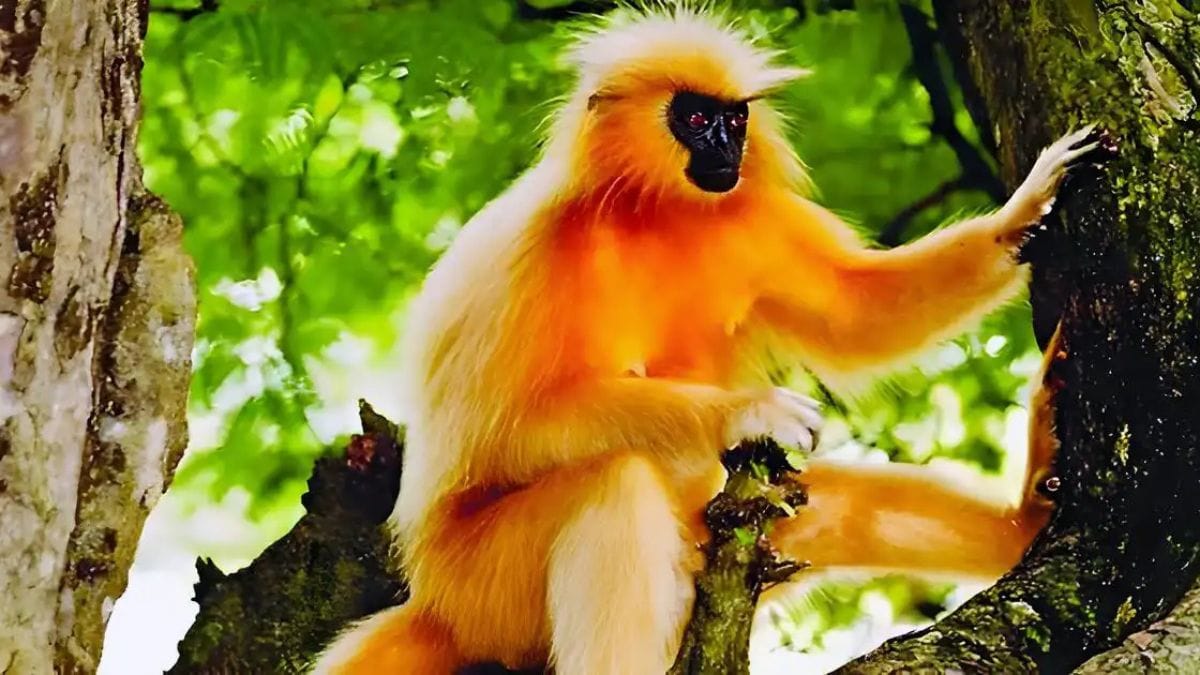 Golden langur at Raimona National Park, Bodoland eco-tourism initiative