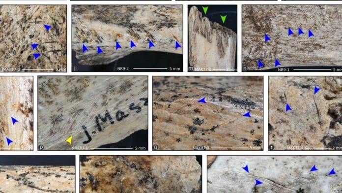 Human-induced modifications on cranial and postcranial remains | Scientific Reports