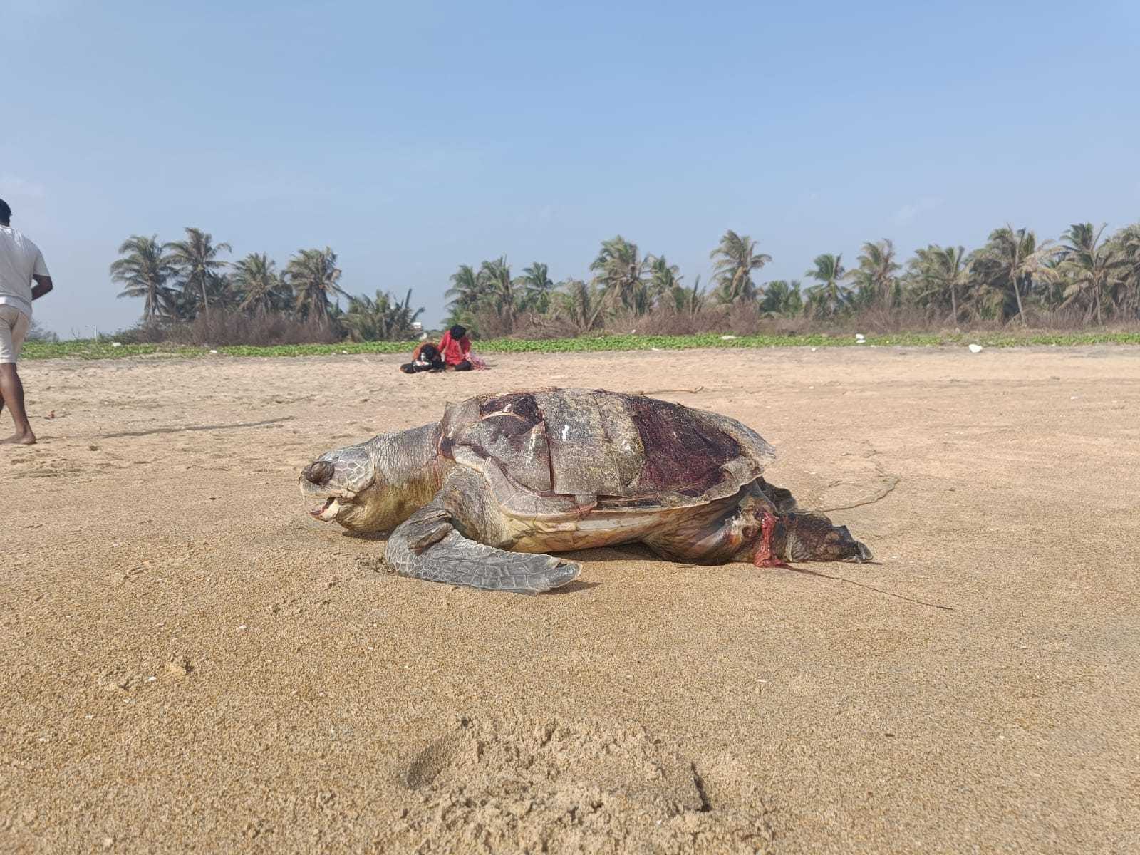 The turtles are suspected to have died by drowning. | By special arrangement