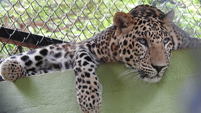 Leopards in Bengaluru
