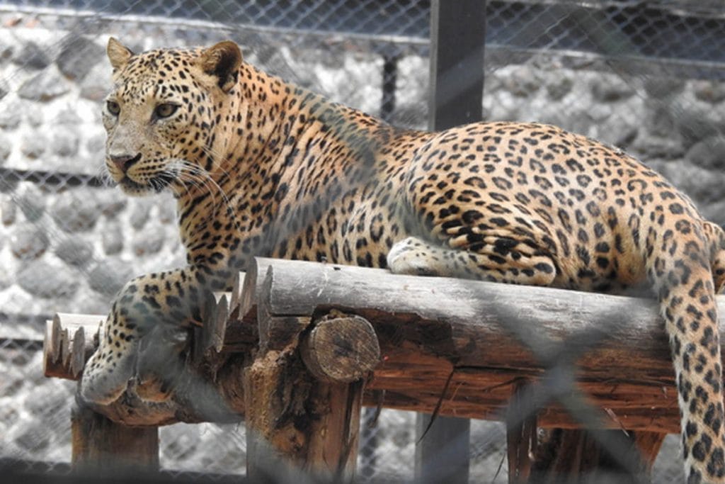 Bannerghatta Rescue Centre